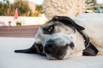 Spain Holidays by Sean Smyth (11-06-16) (6 of 77)